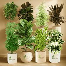 Plants