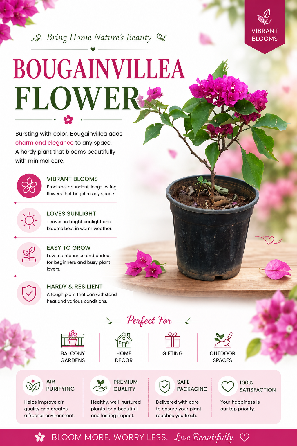 Bougainvillea Plant Live | Premium Colorful Flowering Plant Sapling | Fast Growing Ornamental Vine Plant | Decorative Garden Plant for Home, Balcony & Terrace