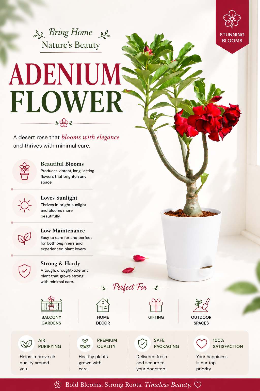 Adenium Flower Plant Live | Premium Desert Rose Blooming Plant | Colorful Ornamental Flower Succulent | Low Maintenance Decorative Plant for Home Garden & Balcony