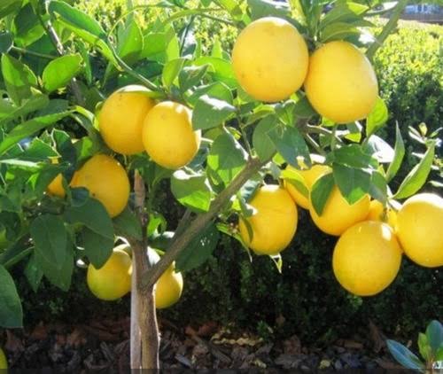Premium Lemon Fruit Plant (Citrus limon) – High Yield Grafted Variety