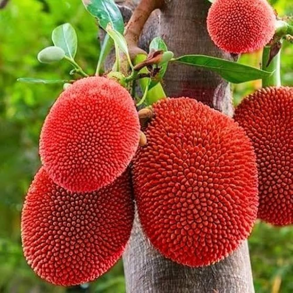 Premium Red Gac Fruit Plant (Baby Jackfruit) – Live Fruiting Variety