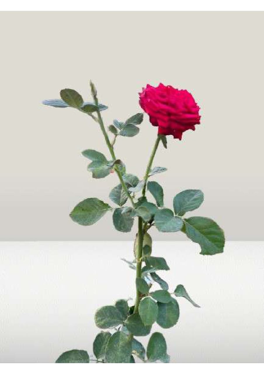 Premium Red Rose Plant (Rosa Hybrid) – Live Flowering Plant