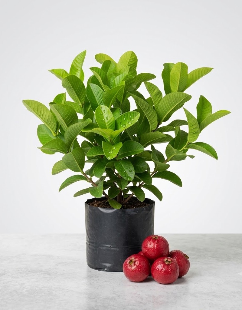 Strawberry Guava – Sweet, Aromatic & Pink Flesh Exotic Guava Variety (Tropical Fruit)