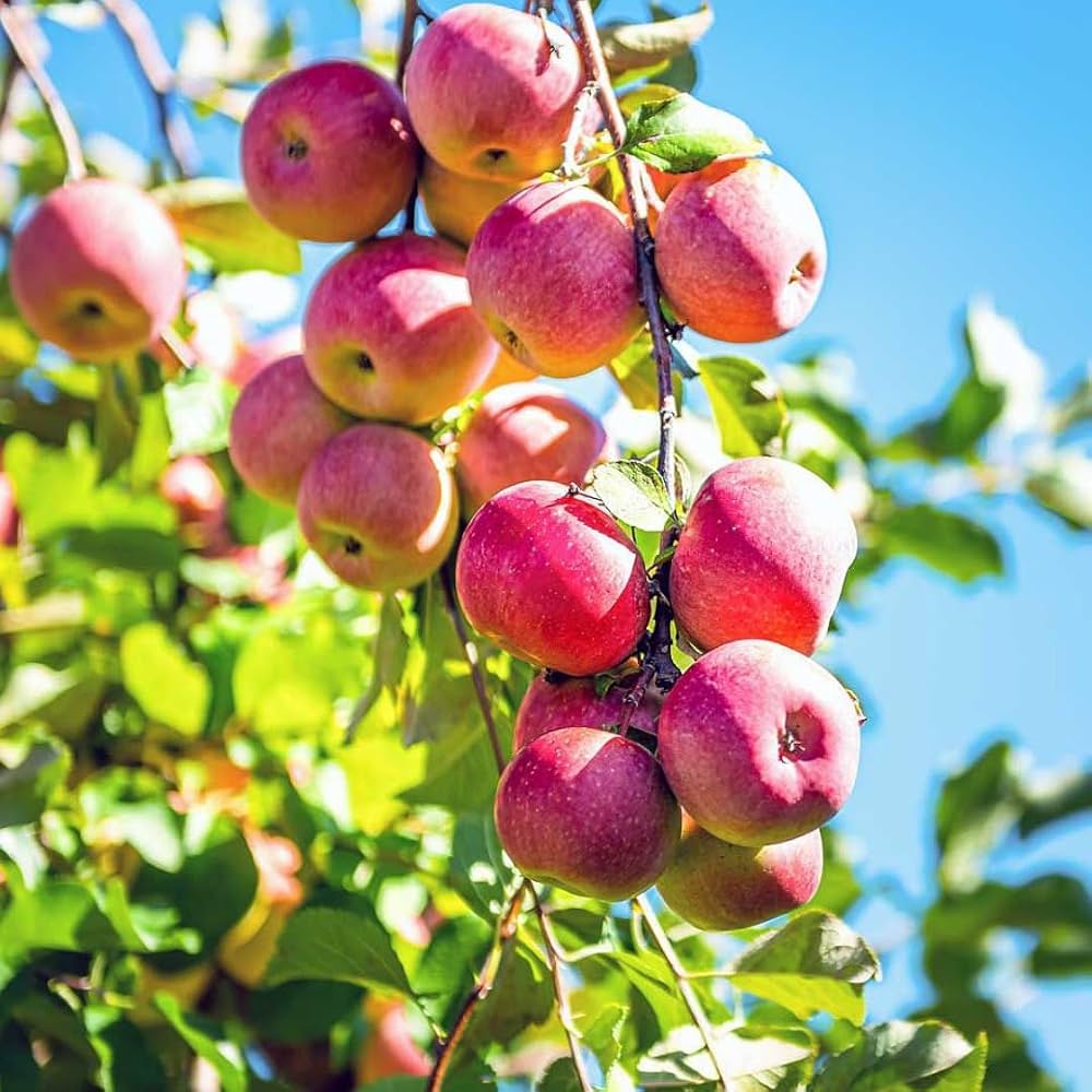 Premium Apple Fruit Plant (Malus Domestica) – Grafted High Yield Variety