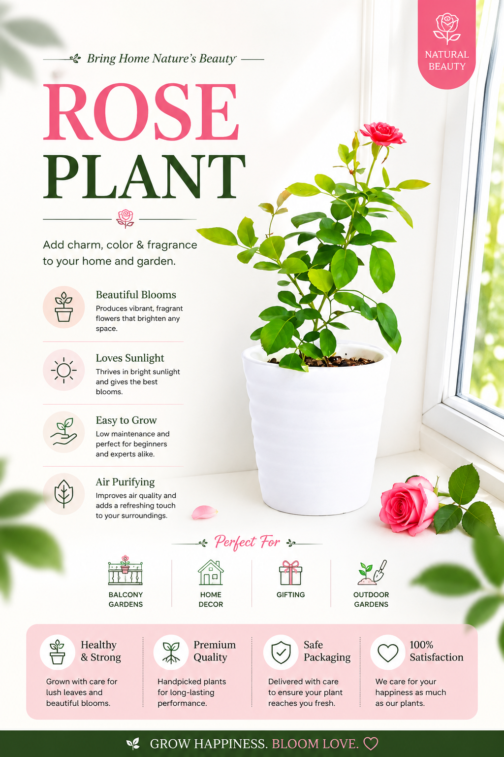 Rose Plant Live | Premium Flowering Rose Sapling | Beautiful Fragrant Blooming Plant | Decorative Garden Plant for Home, Balcony & Terrace