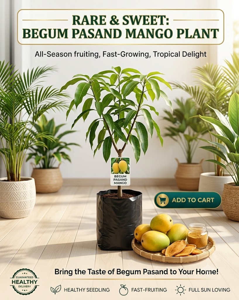 Begum Pasand Mango Live Plant for Home Garden | Premium Grafted Mango Sapling | Sweet Fruit Plant