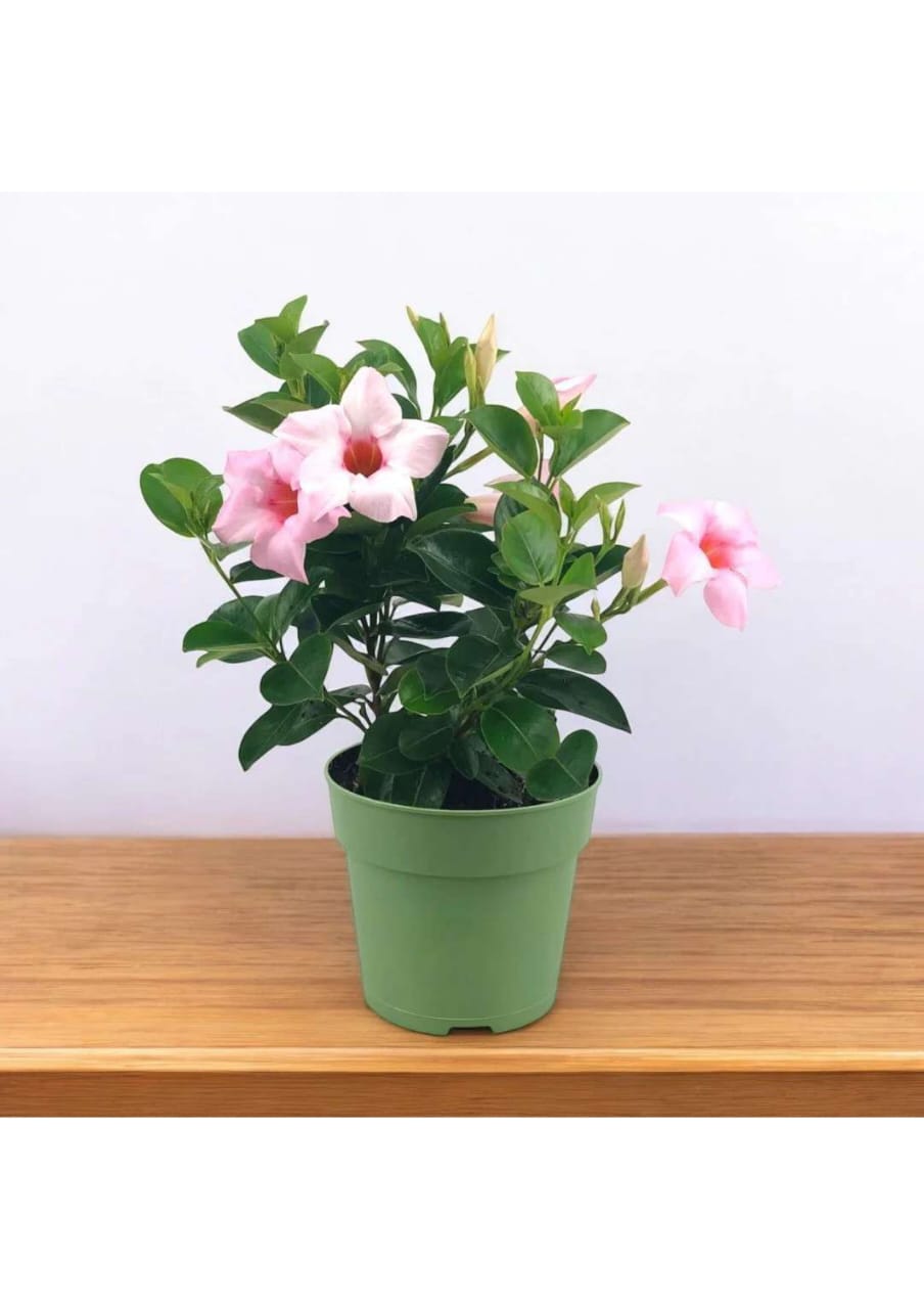 Premium Pink Mandevilla Plant (Rocktrumpet) – Live Flowering Plant